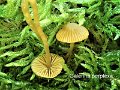Galerina perplexa-amf160